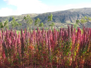 red-quinoa-field