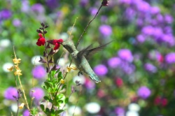 hummingbird5