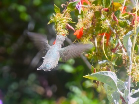 hummingbird6