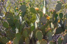 saguaro18
