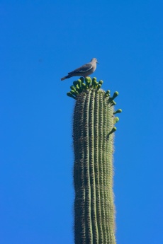 saguaro20