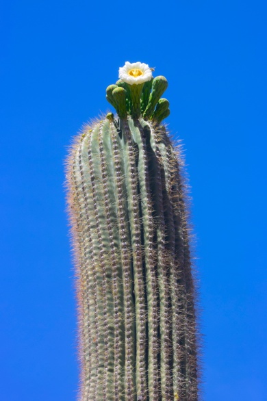 saguaro4